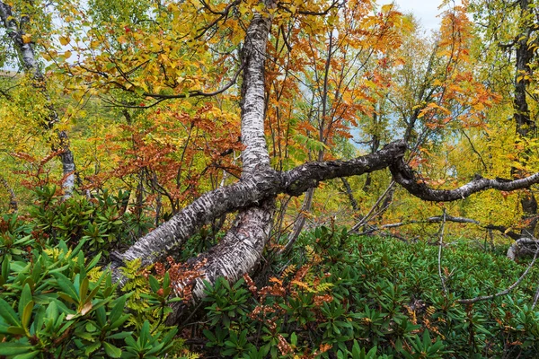 Herbst im Laubwald — Stockfoto