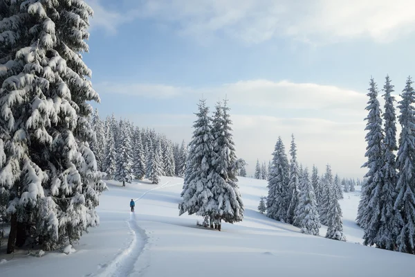 Kävely talvella metsässä — kuvapankkivalokuva