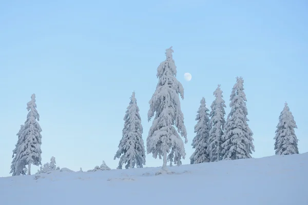冬季景观与美丽的雪树 — 图库照片