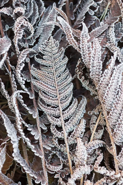 Eğreltiotu yaprakları Frost — Stok fotoğraf