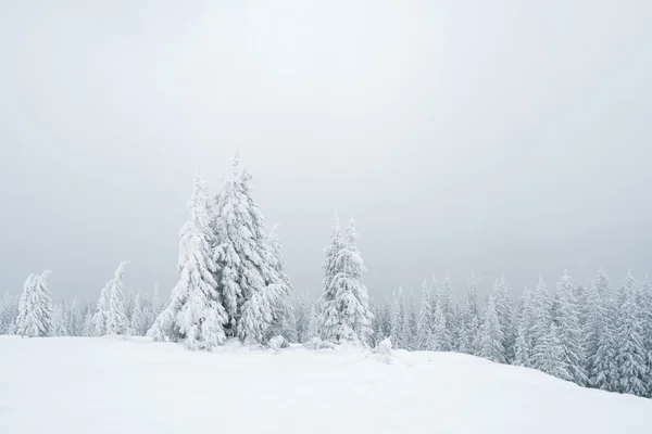 Paisagem cinzenta de inverno na floresta — Fotografia de Stock
