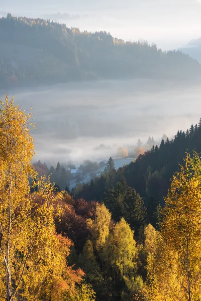 Paisaje otoñal con bosque de abedul — Foto de Stock