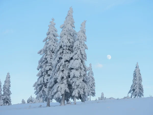 Зимний пейзаж с красивыми снежными деревьями — стоковое фото