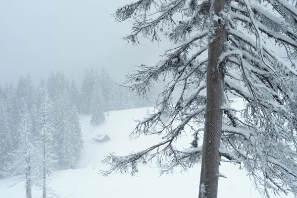 Χιονισμένο χειμώνα μέσα σε ένα δάσος στο βουνό — Φωτογραφία Αρχείου