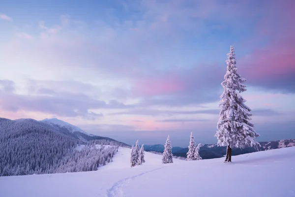 Paesaggio natalizio con abete nella neve — Foto Stock