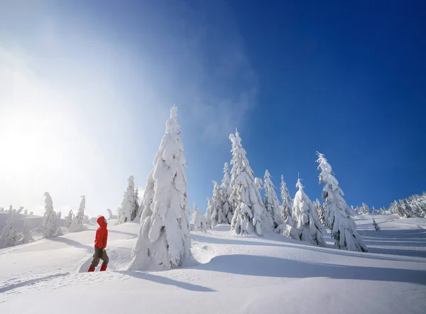 Senderismo Montaña Invierno Abeto Nieve Día Soleado Con Cielo Azul — Foto de Stock