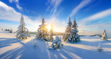 Dağların kış panoramik manzarası. Karda fidan ağaçları. Noel harikalar diyarı