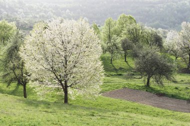 Beyaz kiraz çiçekleriyle bahar manzarası