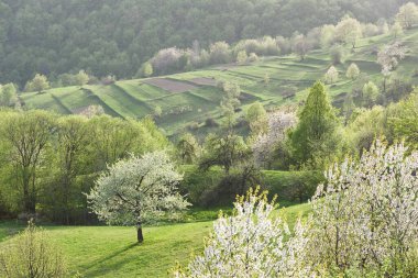 Çiçek açmış kiraz ağaçlarıyla bahar manzarası