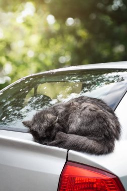 Şirin, mutlu, gri kedi arabada uyuyor.