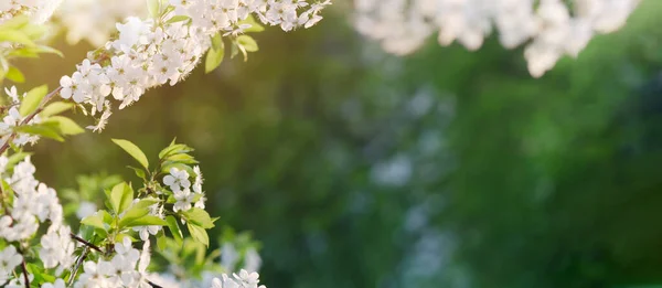 Jarní Zelené Pozadí Rámem Větví Kvetoucích Třešní Rozmazané Bokeh Kopírovat — Stock fotografie