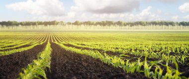 Genç mısırlarla dolu bir tarla manzarası olan bahar manzarası