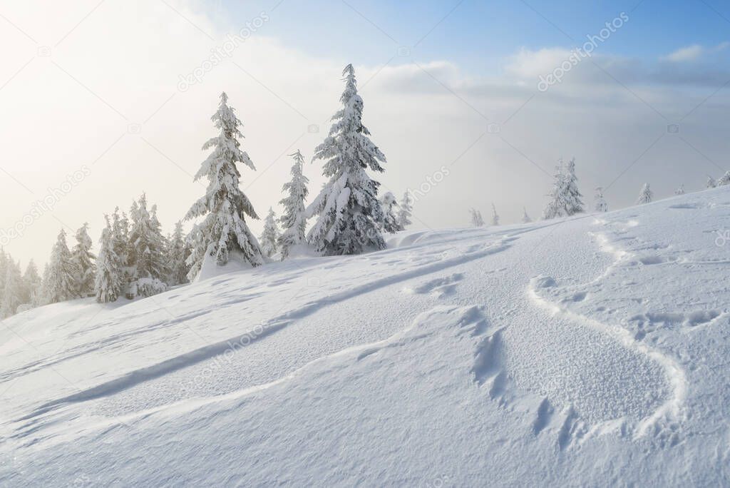 Winter landscape with snowy fir trees and snow drifts after a blizzard in the mountains