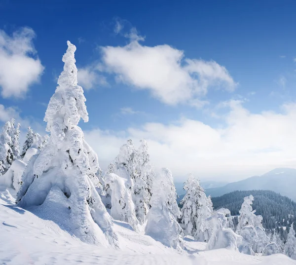 Winterlandschaft Mit Schneebedeckten Tannen Den Bergen Einem Sonnigen Frostigen Tag — Stockfoto