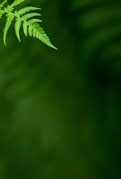 Весняно Зелений Природний Фон Листям Папороті Розмитим Боке — стокове фото