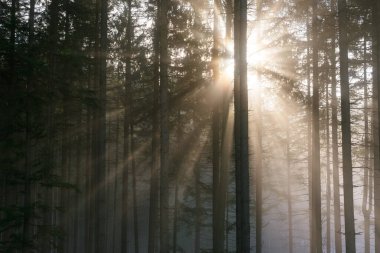 Sisli ormanda güneş ışınlarıyla ilkbahar manzarası