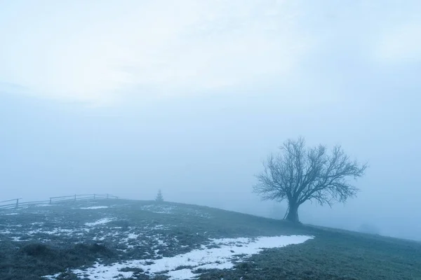 Spring Landscape Thaw Lonely Tree Fog — Stock Photo, Image