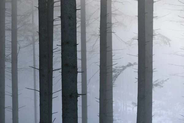 霧の中のモミの木の幹 — ストック写真