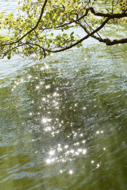 Soyut sonbahar doğal arka planı, ağaç dalları ve gölde parlayan güneş.