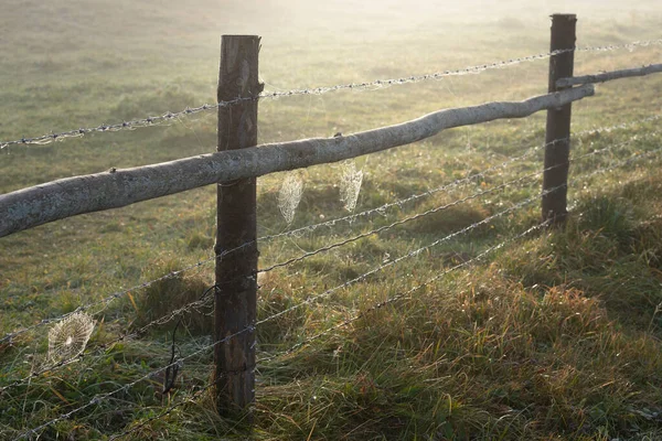 Hösten Spindel Nät Lantlig Staket Morgonsolen Ljus — Stockfoto