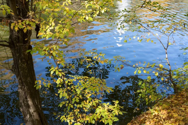 湖滨绿树成荫的秋天风景 — 图库照片