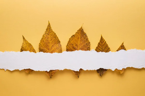 Tarjeta Otoño Con Hojas Caídas Sobre Fondo Amarillo Papel Nota —  Fotos de Stock