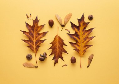 Sarı arka planda düşmüş yapraklar ve meşe palamudu içeren sonbahar kartı