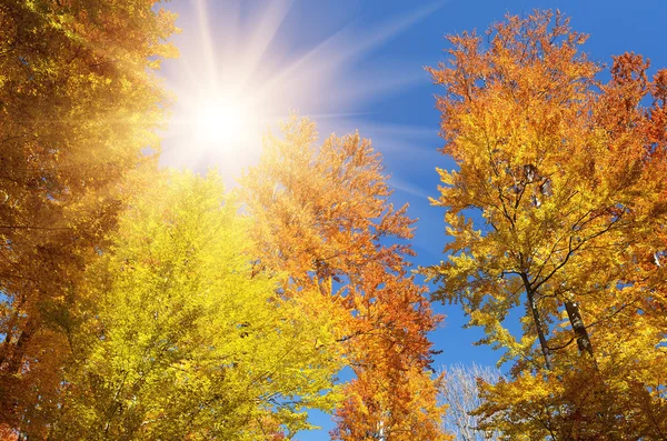 Floresta de outono no fundo do céu — Fotografia de Stock