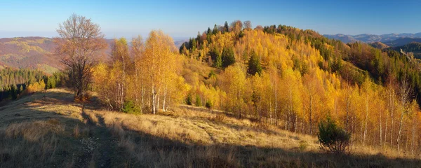 Bosque de montaña panorama otoño —  Fotos de Stock