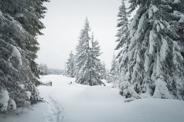 Paisagem inverno — Fotografia de Stock