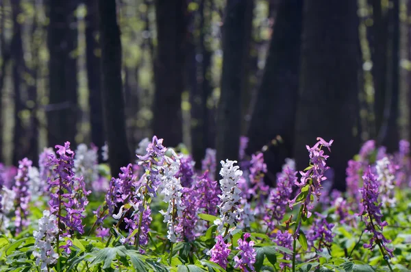 Primavera nella foresta — Foto Stock