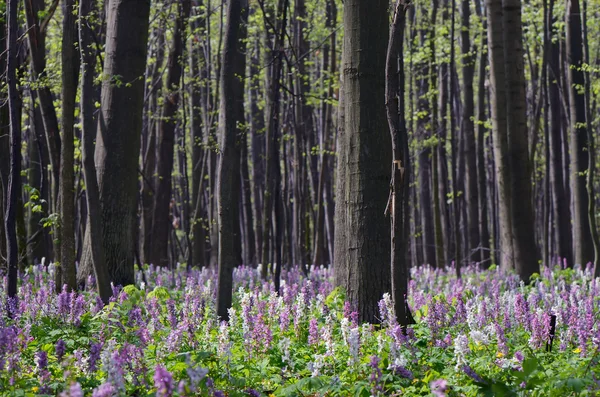 Kwiaty w lesie — Zdjęcie stockowe