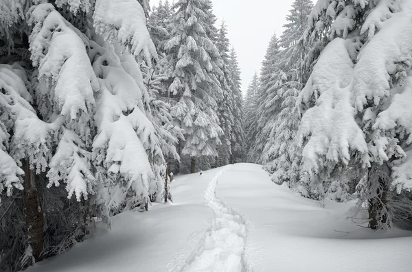 Sentier dans la forêt — Photo