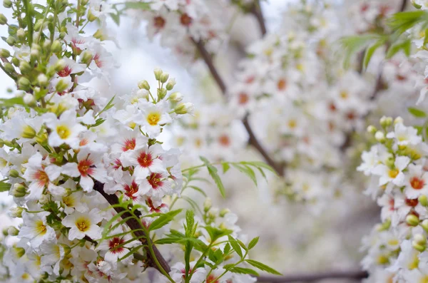 Rama de un árbol con flores —  Fotos de Stock