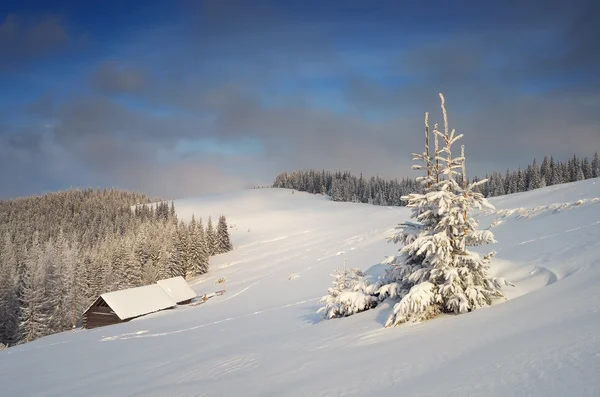 Śnieg świerk w górach — Zdjęcie stockowe