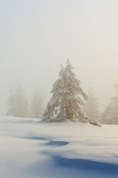 Weihnachtslandschaft — Stockfoto