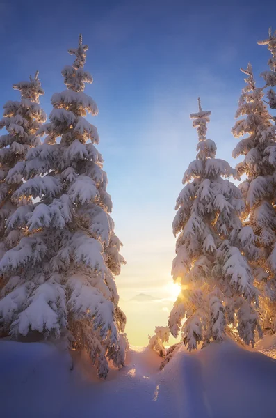 Paysage de Noël — Photo