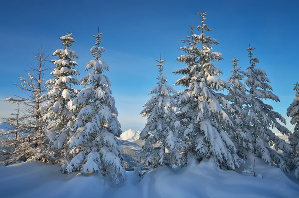 Inverno nella foresta montana — Foto Stock