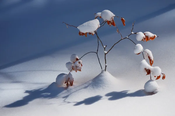 Inverno na floresta — Fotografia de Stock