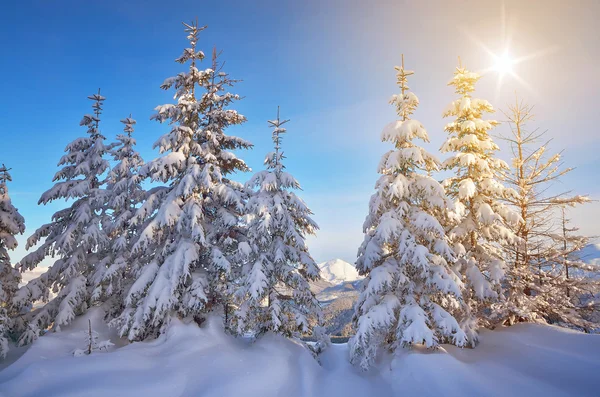 Inverno nella foresta montana — Foto Stock