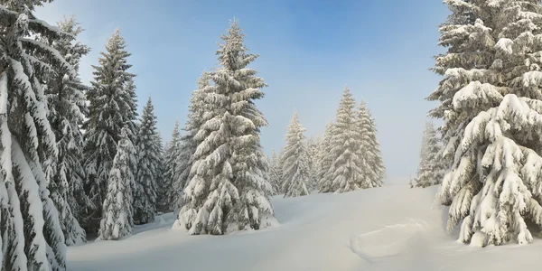 Schneebedeckte Bäume im Wald — Stockfoto