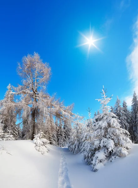冬の森への道 — ストック写真