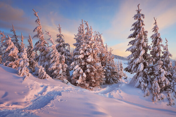 Path in winter forest 