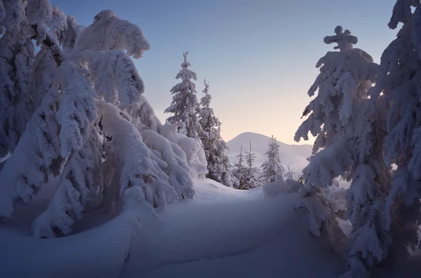 Inverno nella foresta montana — Foto Stock