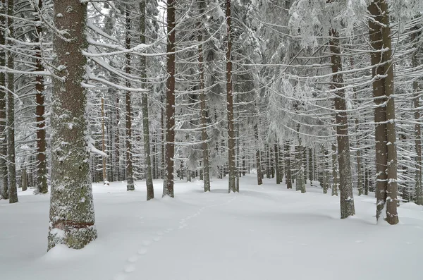 Vinterskog — Stockfoto