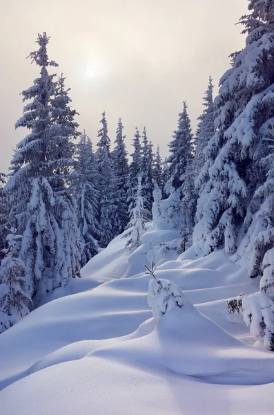 Paysage hivernal dans la forêt — Photo