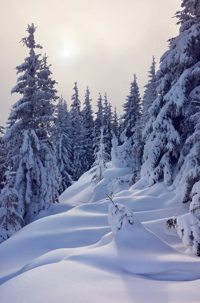 Paisaje invernal en el bosque — Foto de Stock