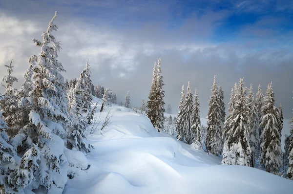 Vinterskog — Stockfoto