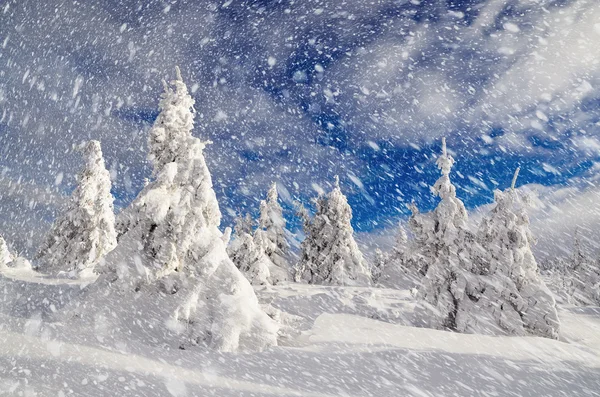Χειμερινό τοπίο με ορεινό δάσος — Φωτογραφία Αρχείου