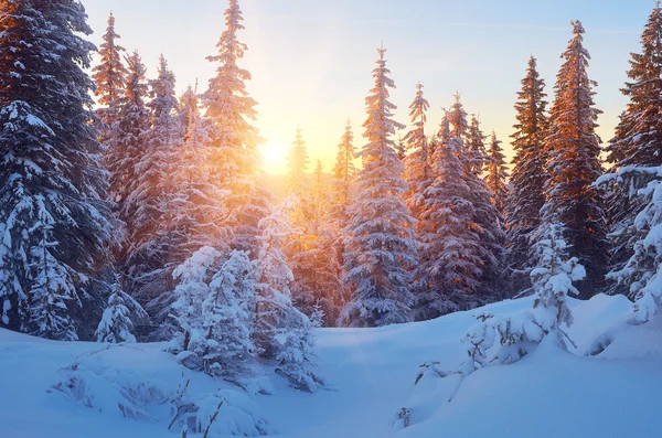 Bosque de invierno — Foto de Stock